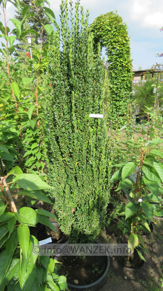 Ilex crenata Fastigiata 2m 02.JPG